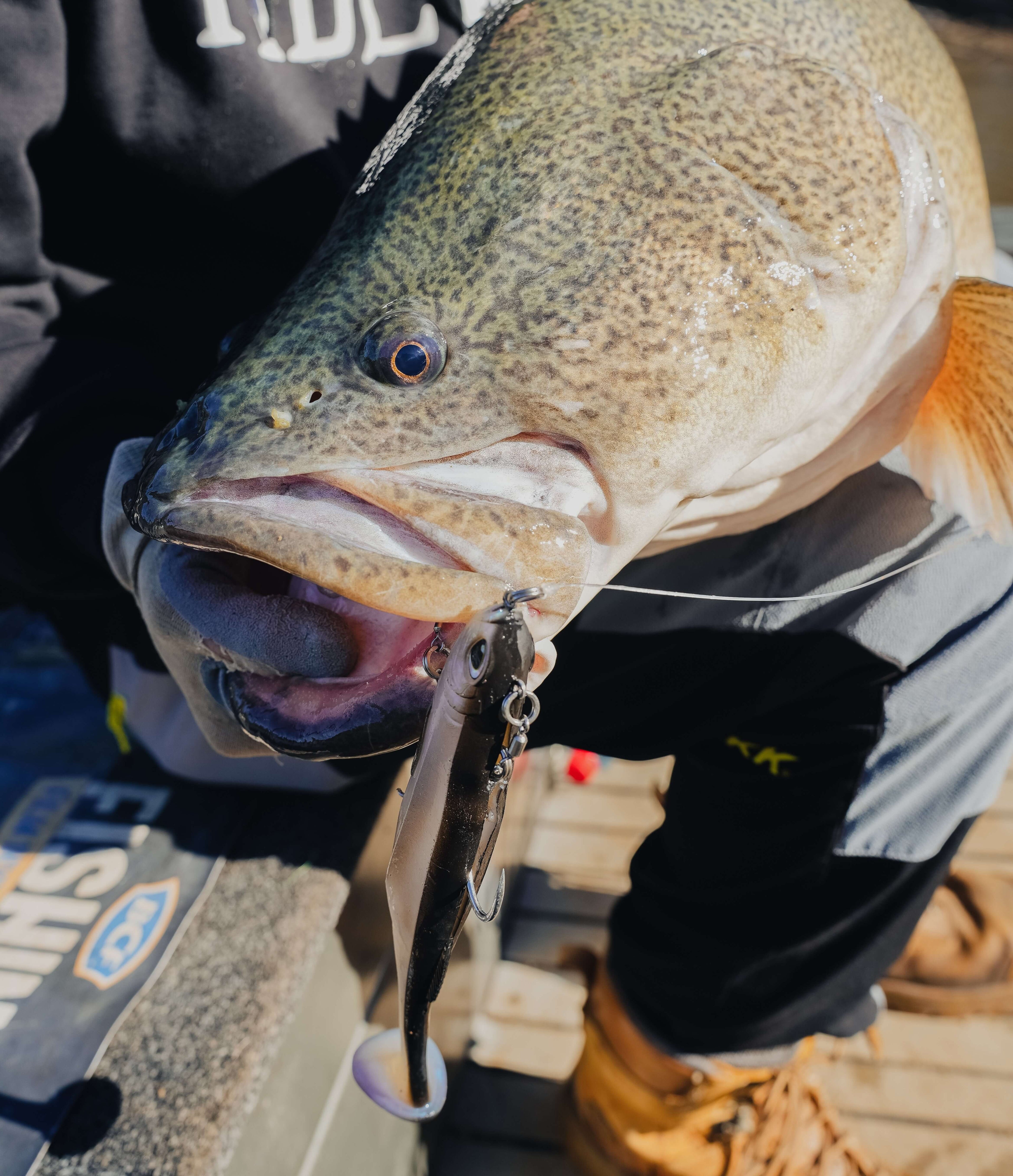 Murray Cod Bundle