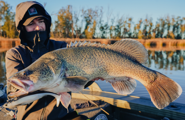 Murray Cod Bundle