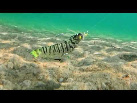 Sumo Shrimp Rigged 6.5" - Live Ops