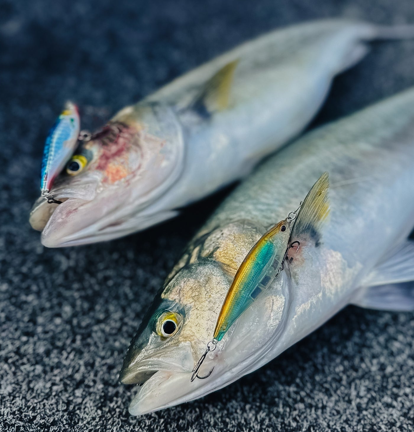 Salmon & Tailor Bundle