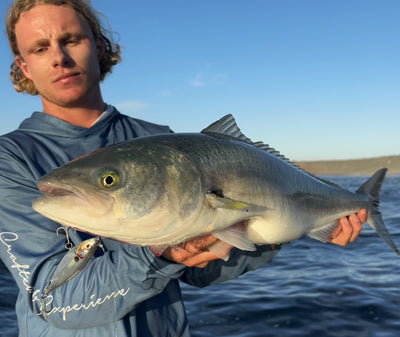 Salmon & Tailor Bundle