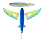 Slipstream 140 Flying Fish