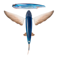 Slipstream 140 Flying Fish