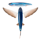 Slipstream 140 Flying Fish